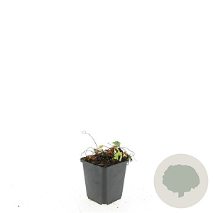 Geranium cant. 'Biokovo' GM P9