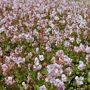 Geranium cant. 'Biokovo' GM P9