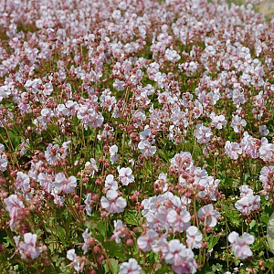 Geranium cant. 'Biokovo' GM P9
