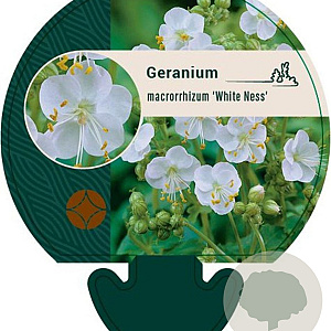 Geranium macr. 'White Ness' GM P9