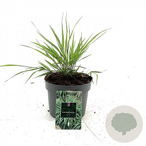 Hakonechloa macra GM 2,0L