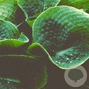 Hosta 'Big Daddy' GM P9