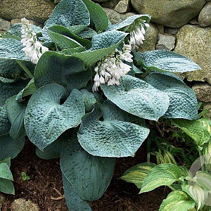 Hosta 'Big Daddy' GM P9
