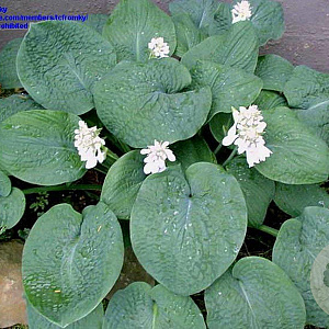 Hosta 'Big Daddy' GM P9