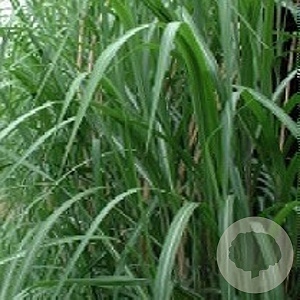 Miscanthus giganteus GM P9