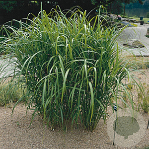 Miscanthus giganteus GM P9