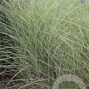 Miscanthus sin. 'Morning Light' GM P9