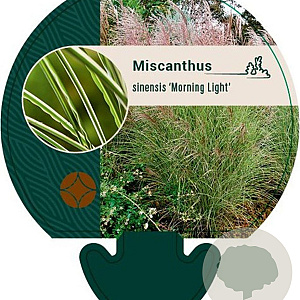 Miscanthus sin. 'Morning Light' GM P9