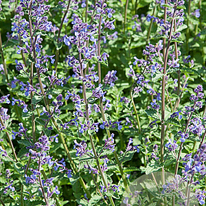 Nepeta Junior Walker GM P9
