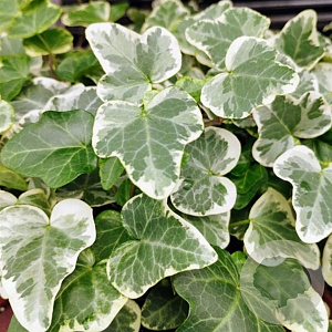 Hedera hel. 'Glacier' 150-175 cm vierkant rond 5,5L