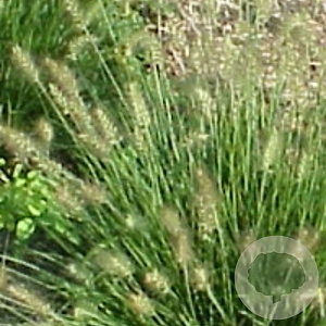 Pennisetum al. 'Little Bunny' GM P9