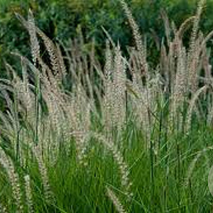 Pennisetum or. 'Fairy Tails' GM P9
