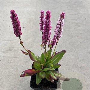 Persicaria aff. 'Darjeeling Red' GM P9