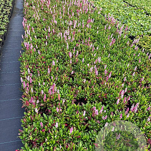 Persicaria aff. 'Darjeeling Red' GM P9