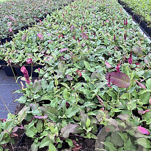 Persicaria aff. 'Darjeeling Red' GM P9