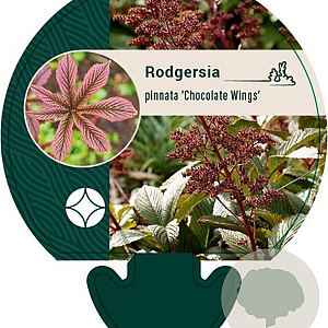 Rodgersia pinnata 'Chocolate Wings' GM P9
