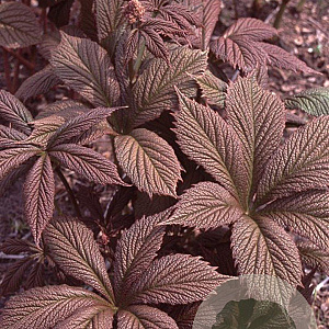 Rodgersia pinnata 'Chocolate Wings' GM P9