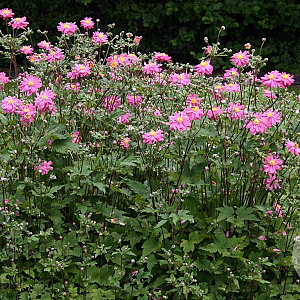 Anemone hyb. 'Bressingham Glow' GM P9