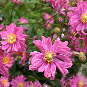 Anemone hyb. 'Bressingham Glow' GM P9