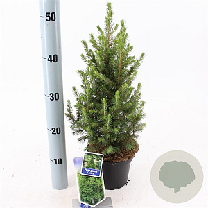 Picea gl. 'December' 30-35 cm P15