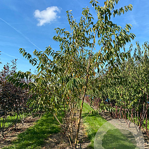 Prunus maackii 'Amber Beauty' 350-400 cm draadkluit meerstammig