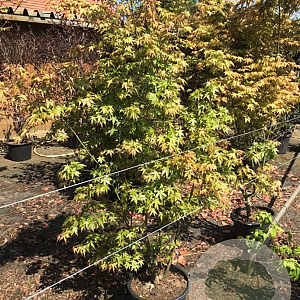 Acer palmatum 175-200 cm 20L