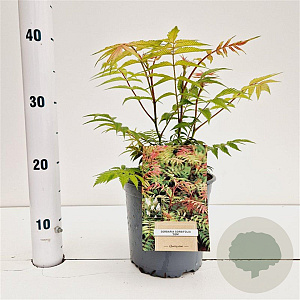 Sorbaria sorbif. 'Sem' 30-40 cm 2,5L