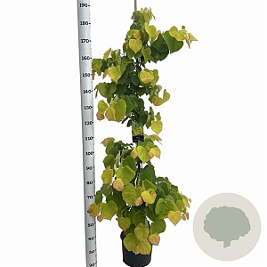 Cercis can. The Rising Sun 175-200 cm 10L geveerd