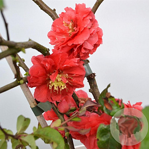 Chaenomeles spec. 'Orange Storm' 30-40 cm 3,0L