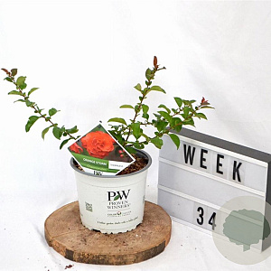 Chaenomeles spec. 'Orange Storm' 30-40 cm 3,0L