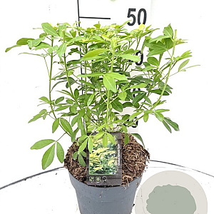 Choisya t. 'Lich' 30-40 cm 5,0L