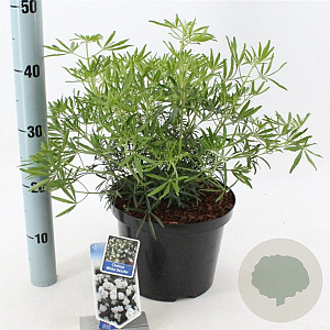 Choisya t. White Dazzler 30-40 cm 5,0L