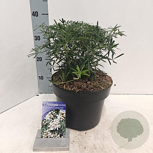 Choisya t. White Dazzler 30-40 cm 5,0L