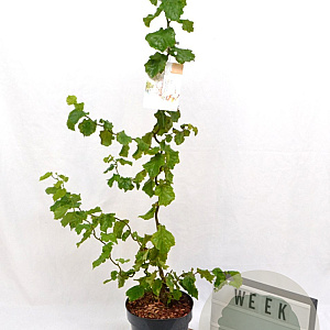 Corylus a. Medusa 40-60 cm 3,0L