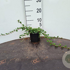 Cotoneaster dammeri 20-30 cm C1.3