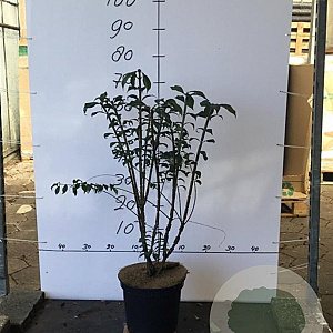 Euonymus alatus 60-80 cm 7,5L