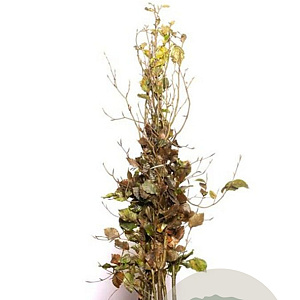 Fagus sylvatica 80-100 cm wortelgoed