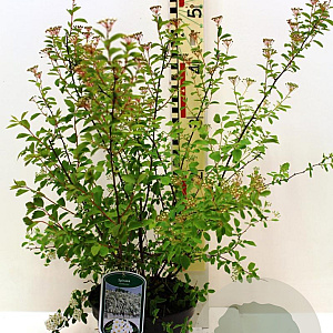 Spiraea vanhouttei 40-50 cm 3,0L