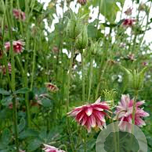 Aquilegia 'Nora Barlow' GM P9