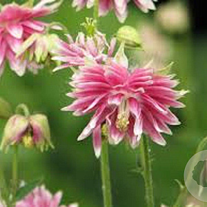 Aquilegia 'Nora Barlow' GM P9