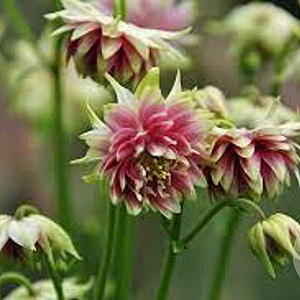 Aquilegia 'Nora Barlow' GM P9