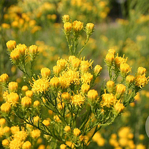 Aster linosyris GM P9