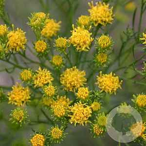 Aster linosyris GM P9