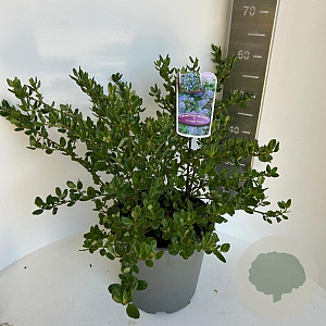 Ceanothus griseus 'Yankee Point' 50-60 cm 5,0L