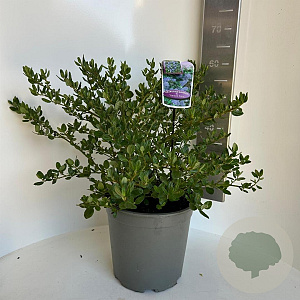 Ceanothus griseus 'Yankee Point' 50-60 cm 5,0L
