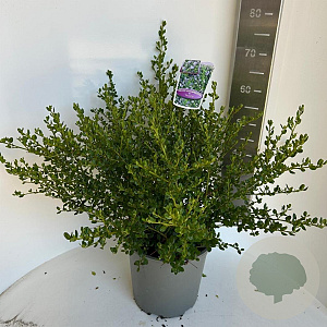 Ceanothus impressus 'Victoria' 35-40 cm P27