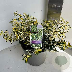 Euonymus fort. Blondy 30-35 cm 5,0L
