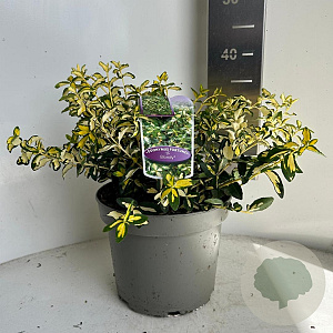 Euonymus fort. Blondy 30-35 cm 5,0L