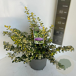 Euonymus fort. Blondy 30-40 cm 5,0L