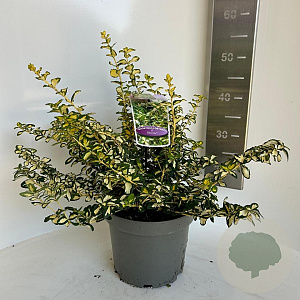 Euonymus fort. Blondy 30-40 cm 5,0L